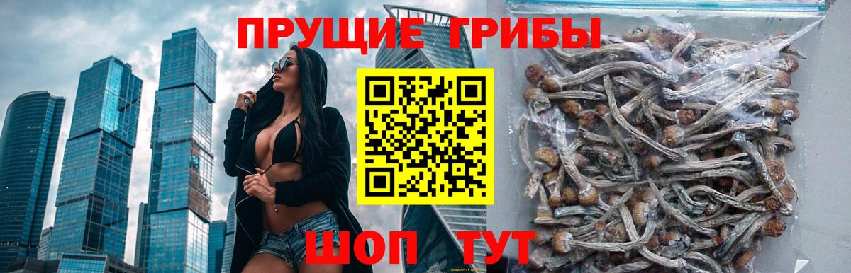 Хабаровск  магазин продажи наркотиков  Вход с VPN  Псилоцибиновые грибы прущие грибы 